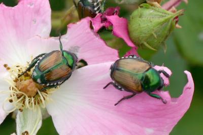 Japanese Beetles Elmwood Illinois